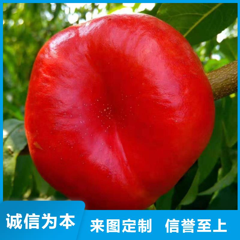 桃樹本地廠家
