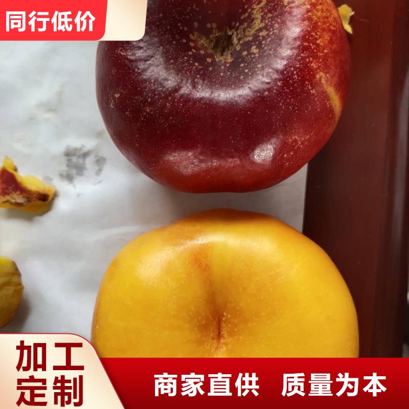 桃樹(shù)-客戶一致好評(píng)