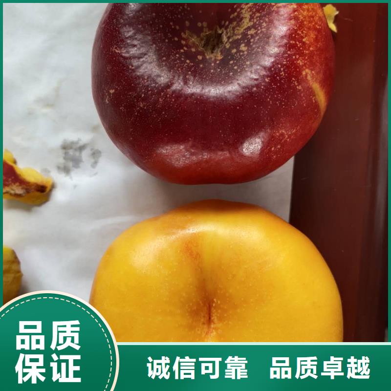 桃樹重口碑廠家