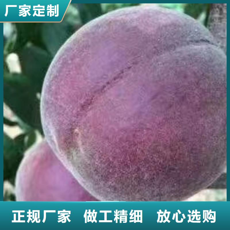 桃樹廠家精選優(yōu)質(zhì)材料