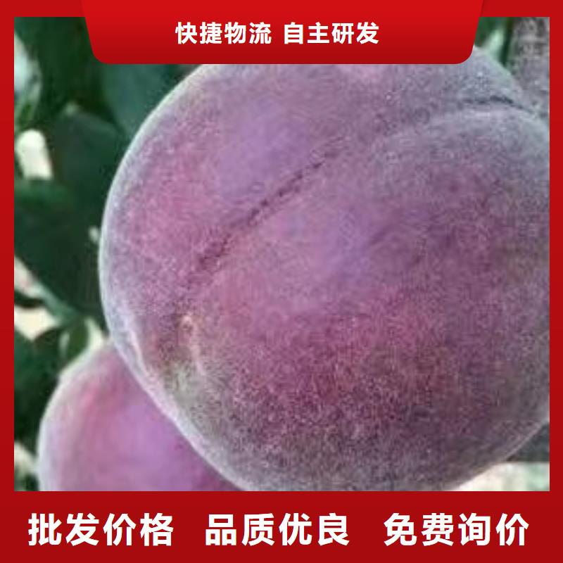 買桃樹必看-質(zhì)量優(yōu)