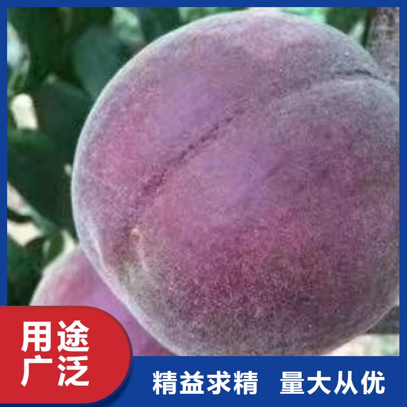 桃樹廠家，定制