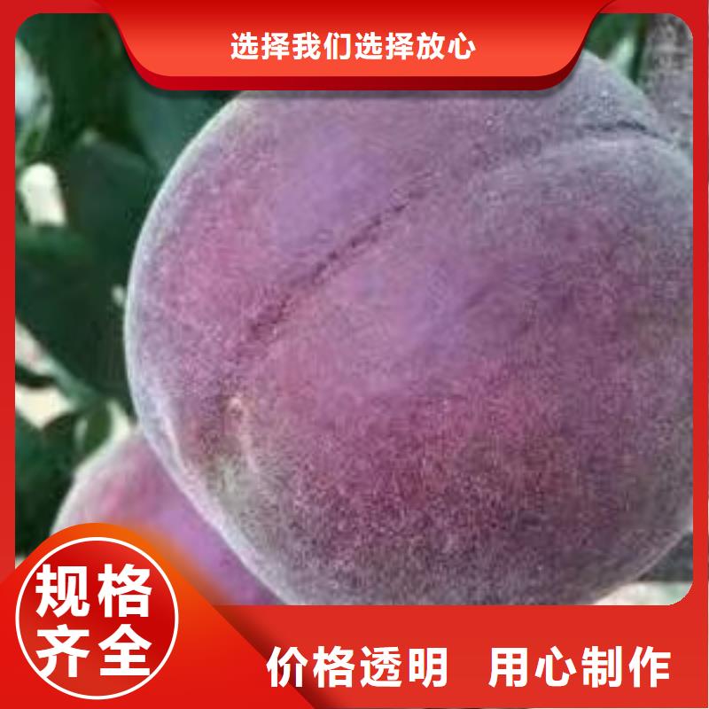 桃樹廠家已認(rèn)證