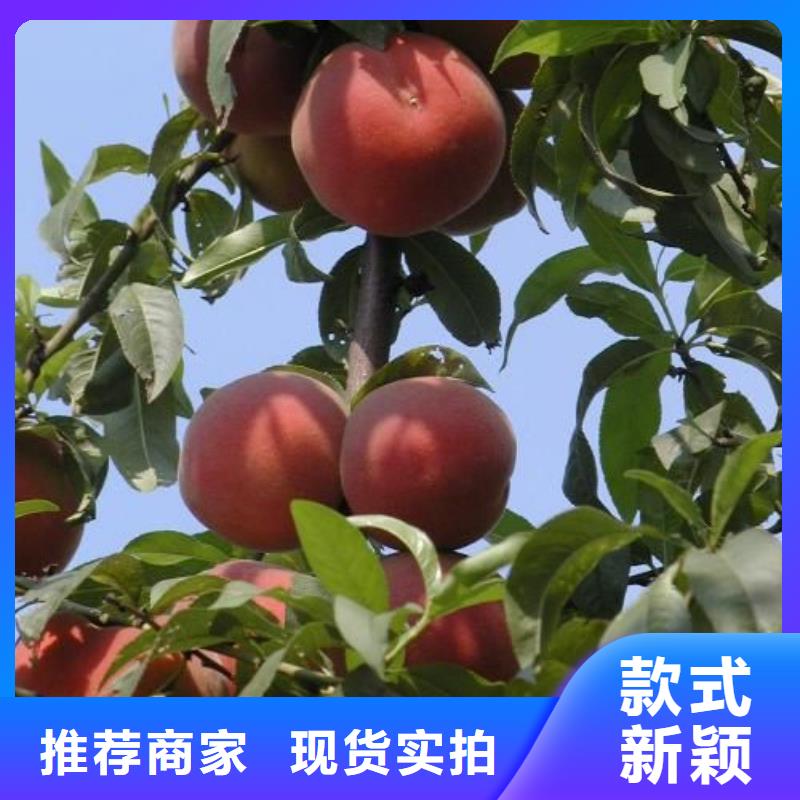 桃樹優(yōu)惠促銷