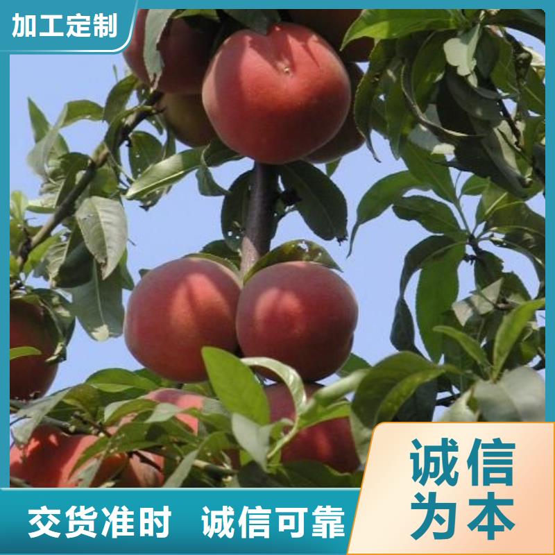 桃樹放心選