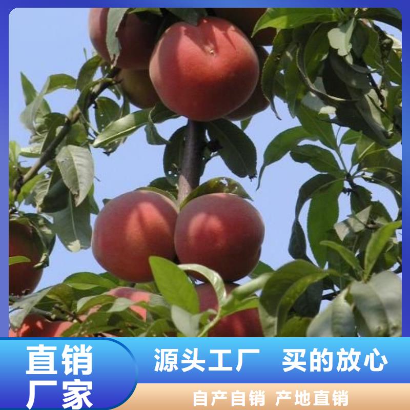 本地桃樹供應(yīng)商