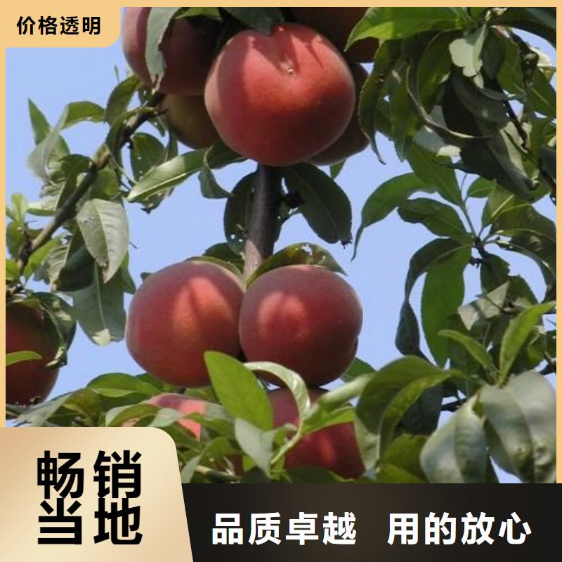可定制的桃樹供應商