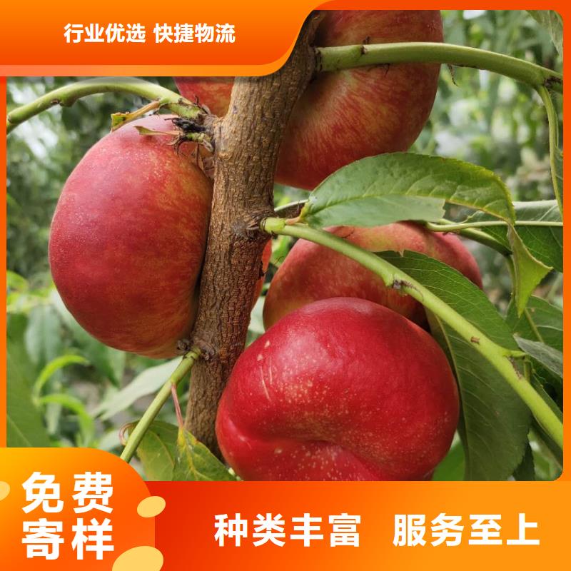 桃樹質(zhì)量上乘當(dāng)?shù)厣a(chǎn)商