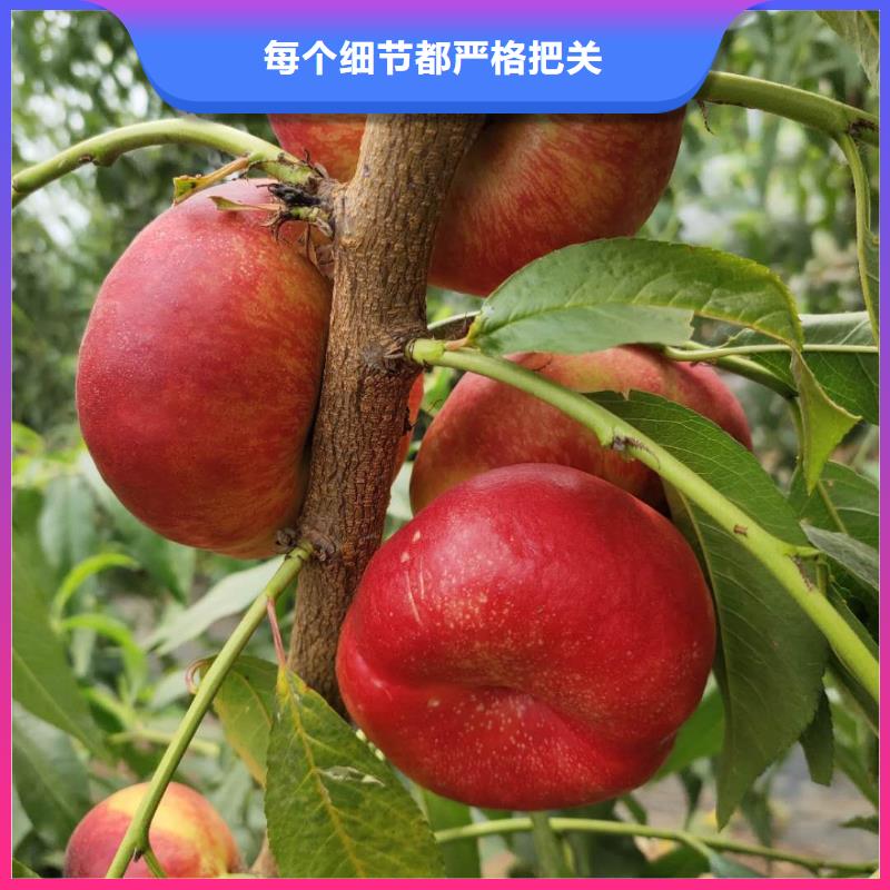 桃樹(shù)-踏踏實(shí)實(shí)做產(chǎn)品專注產(chǎn)品質(zhì)量與服務(wù)
