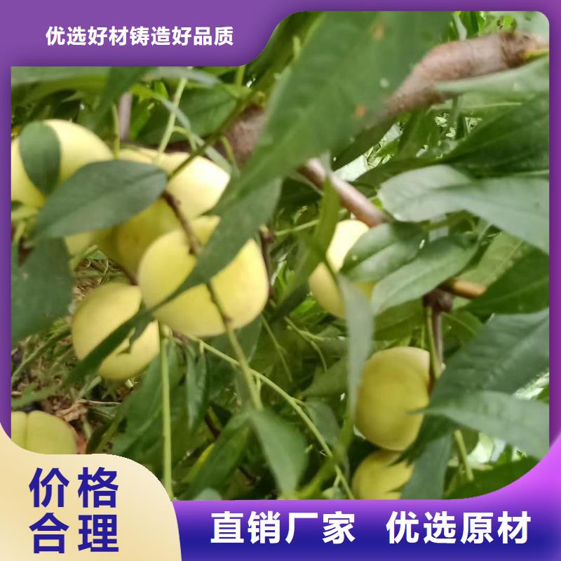 桃樹(shù)售后完善