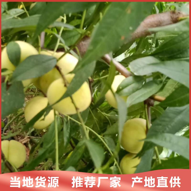 桃樹多家合作案例