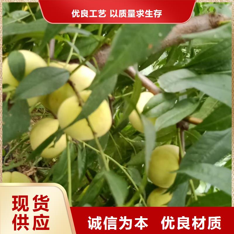 桃樹(shù)生產(chǎn)商