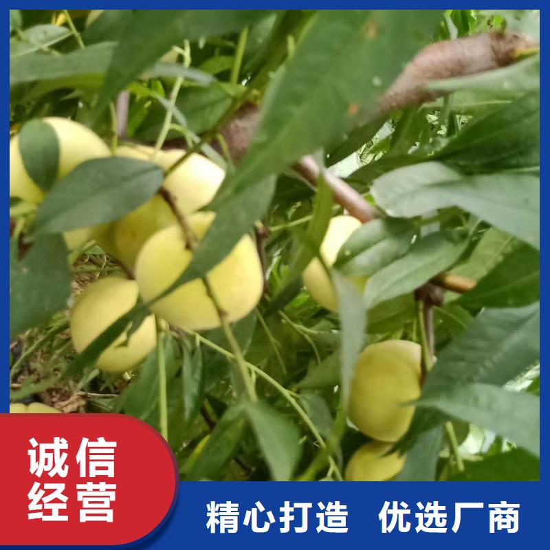 買桃樹必看-質(zhì)量優(yōu)