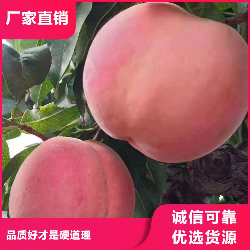 桃樹可靠的商家