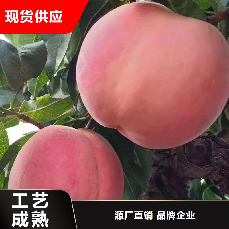 桃樹研發(fā)廠家