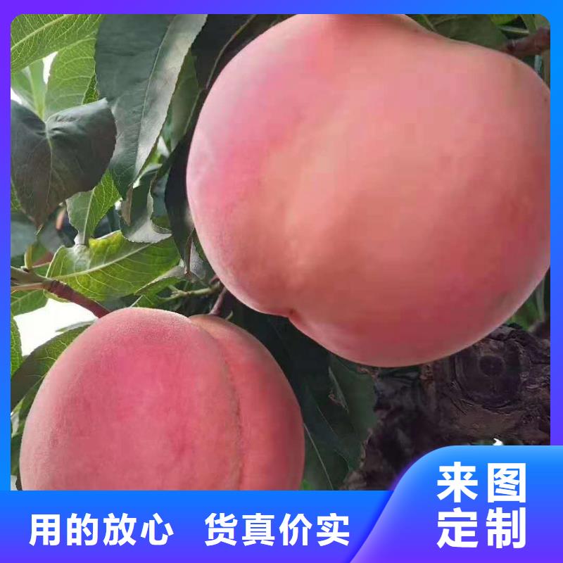 #桃樹#-價格優(yōu)惠