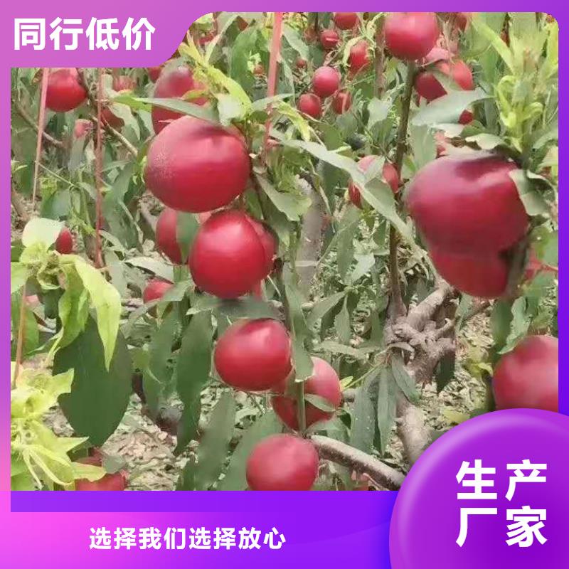 桃樹發(fā)貨及時