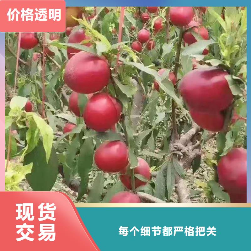 桃樹優(yōu)質(zhì)生產(chǎn)廠家同城公司