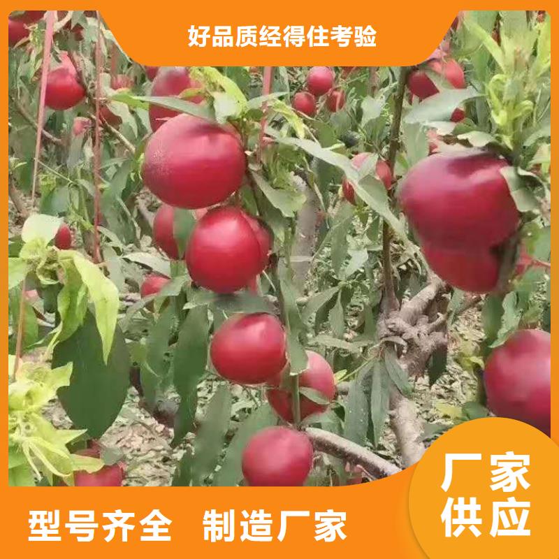 批發(fā)桃樹的廠家