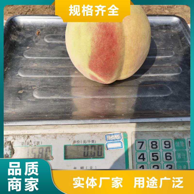 定做桃樹的銷售廠家