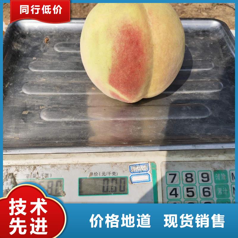 桃樹(shù)廠家-定制