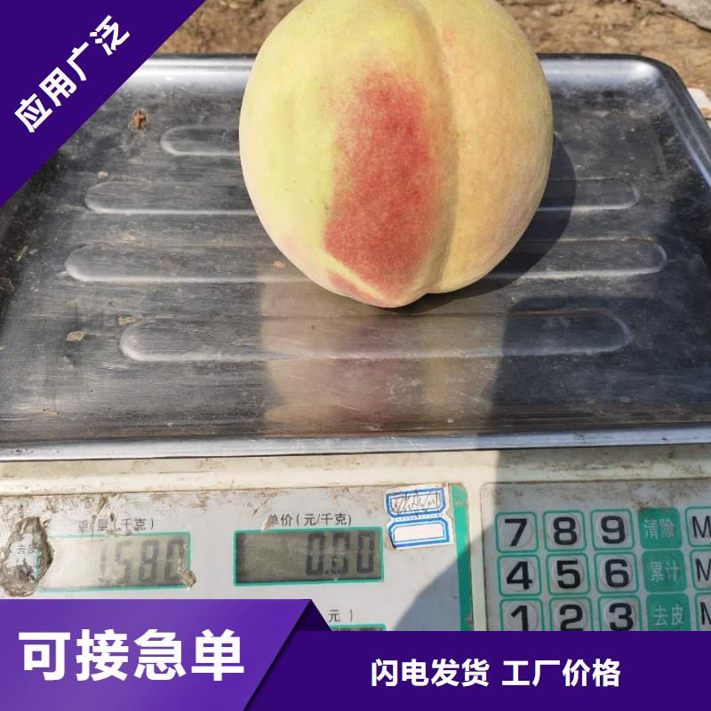桃樹的規(guī)格尺寸