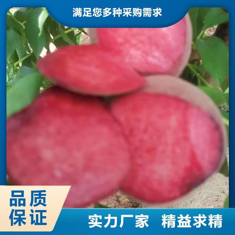 優(yōu)惠的桃樹批發(fā)商