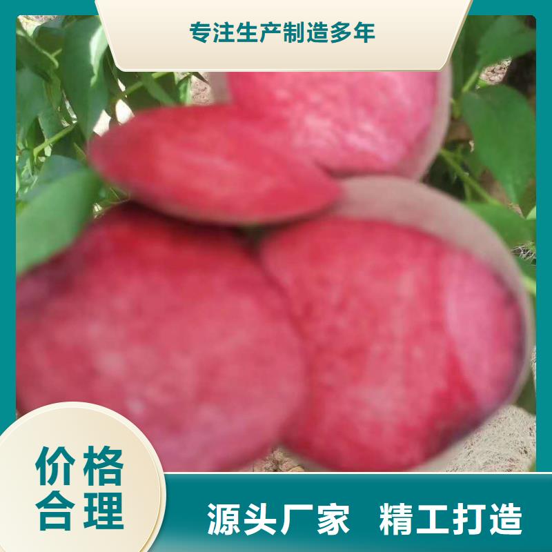 桃樹優(yōu)質(zhì)商家
