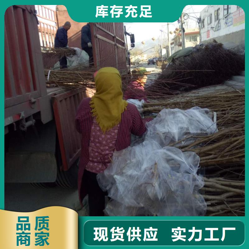 桃樹-本地廠家品質(zhì)服務(wù)誠信為本