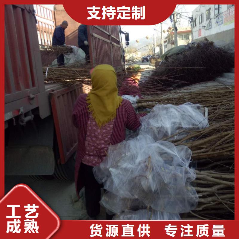 桃樹(shù)廠家-定制