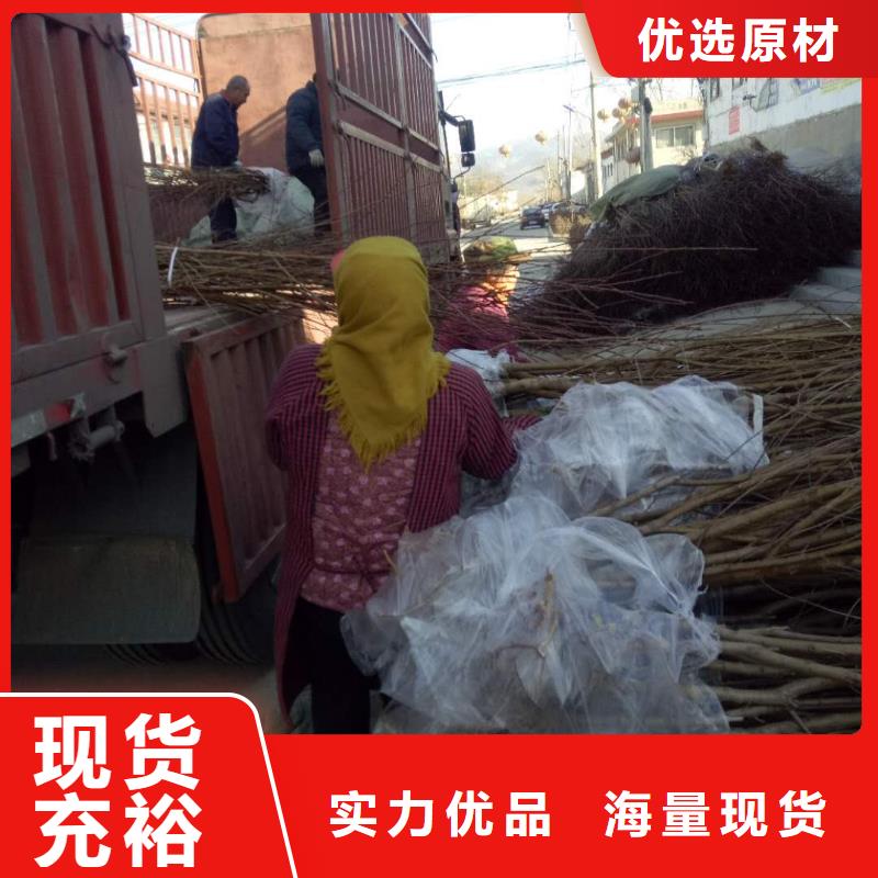 桃樹-全國(guó)發(fā)貨