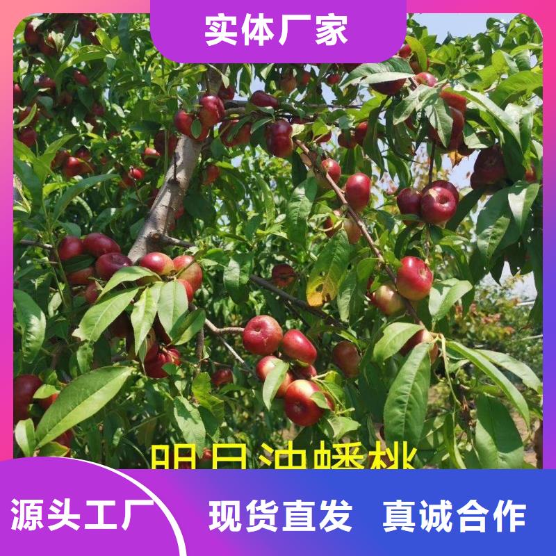 桃樹廠家，規(guī)格全用心制造