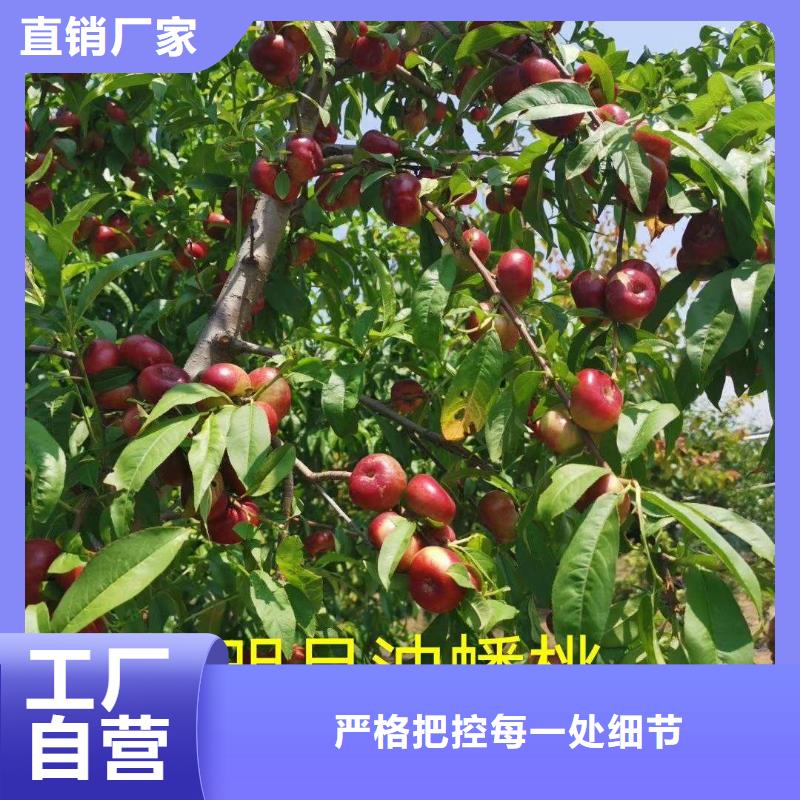 桃樹正規(guī)靠譜
