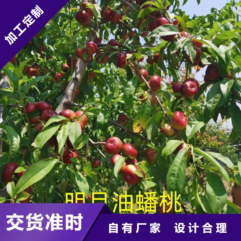 供應桃樹的批發(fā)商