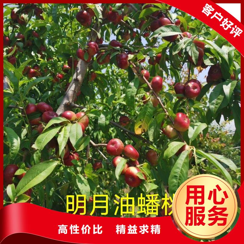 桃樹款式齊全當(dāng)?shù)厣a(chǎn)廠家