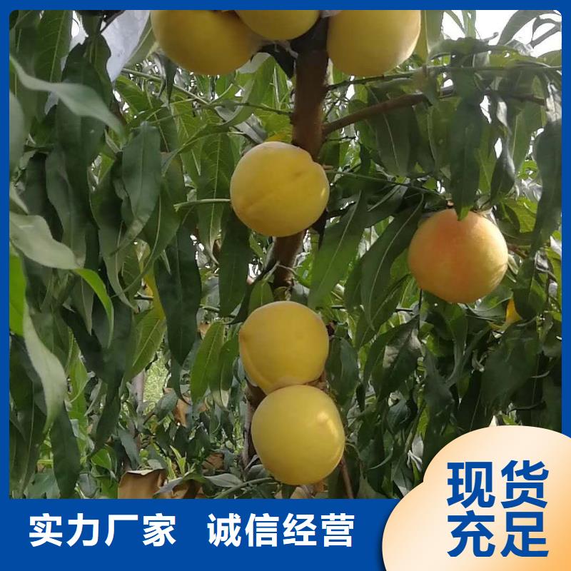桃樹公司發(fā)貨快
