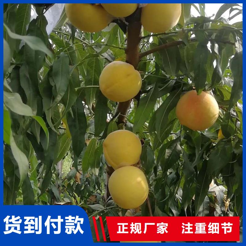優(yōu)惠的桃樹批發(fā)商