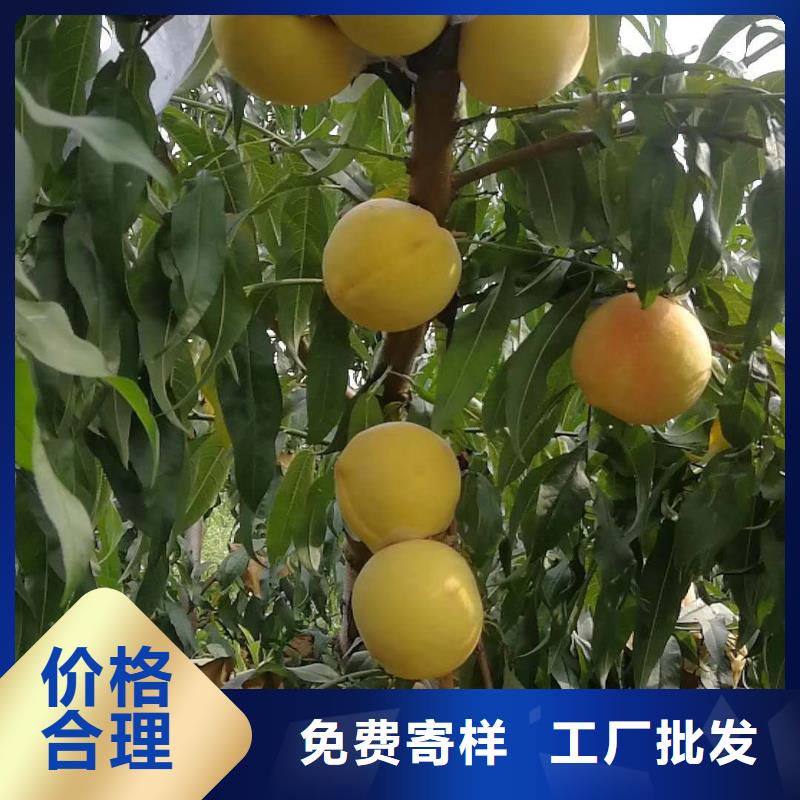 桃樹企業(yè)-質量過硬