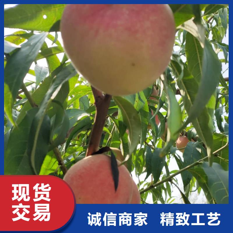 桃樹可靠的商家