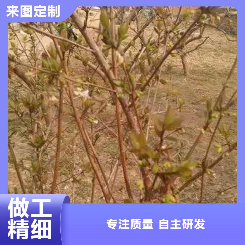 杈杷果規(guī)格尺寸