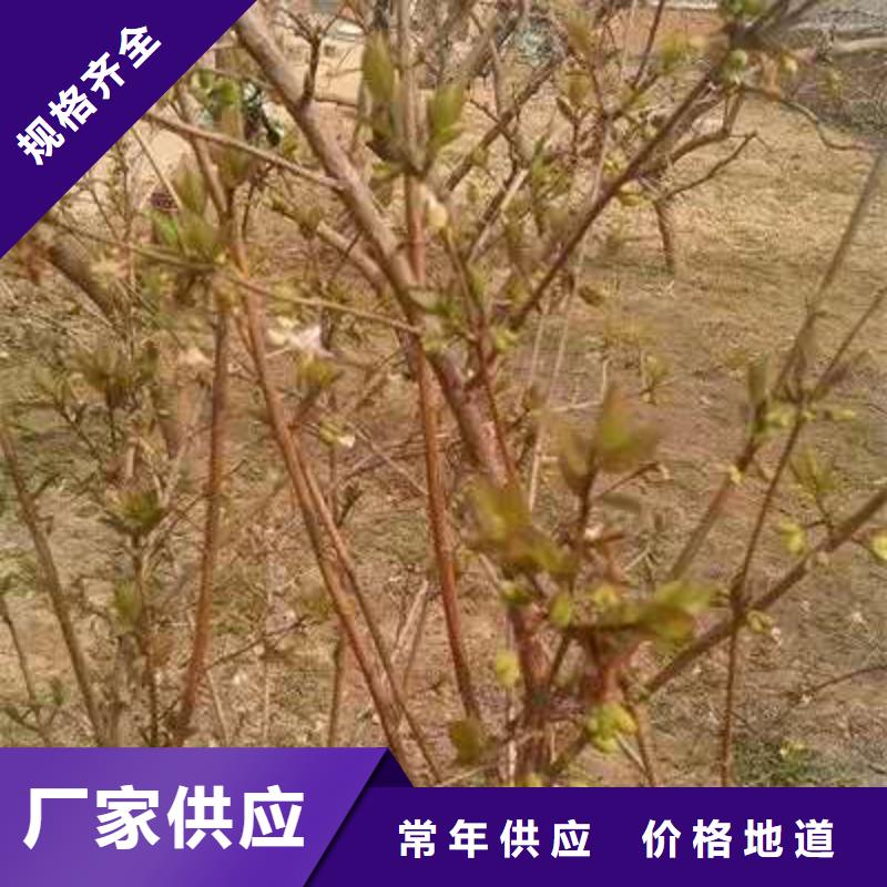 杈杷果優(yōu)質(zhì)品牌客戶(hù)好評(píng)