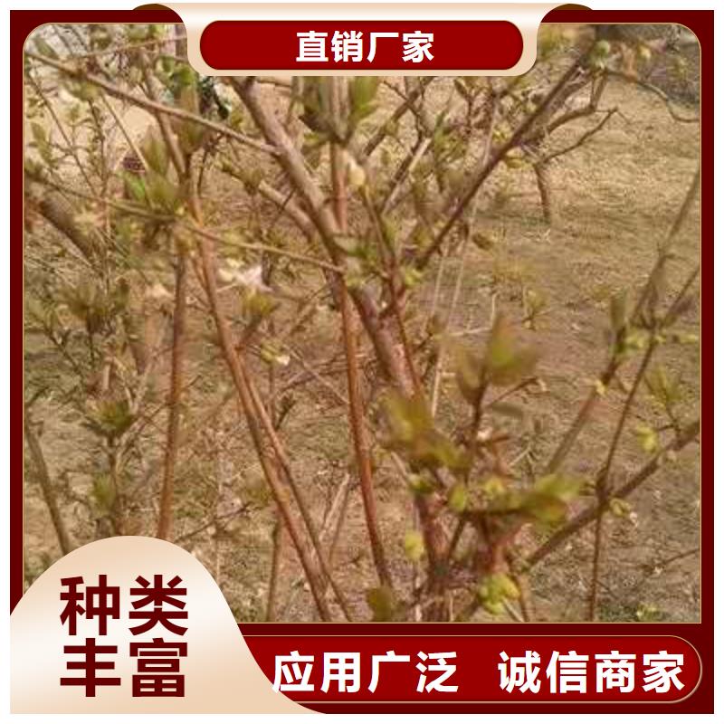 杈杷果定制-不另行收費品質(zhì)不將就