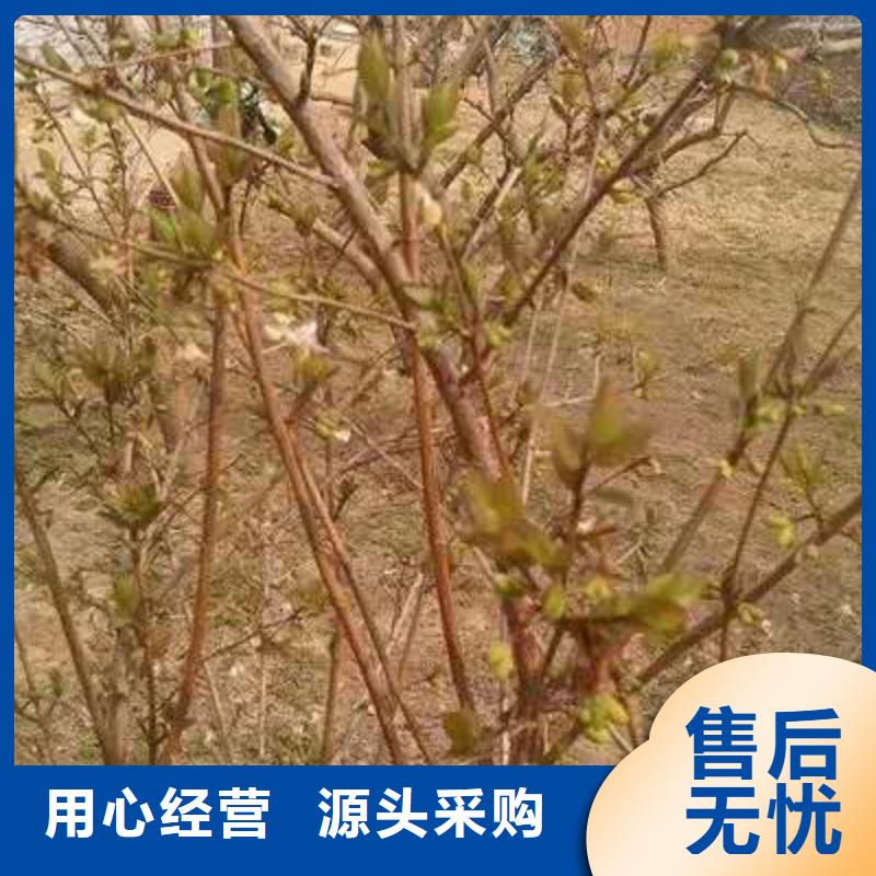杈杷果_杈杷果