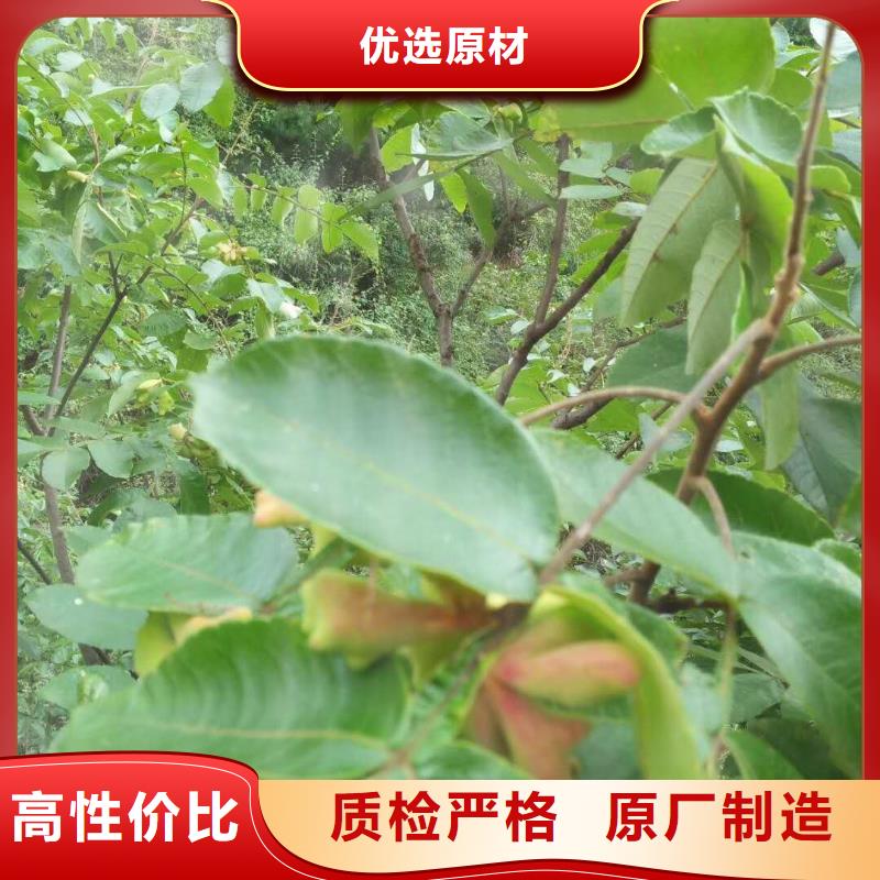 杈杷果、杈杷果生產(chǎn)廠家-誠(chéng)信經(jīng)營(yíng)