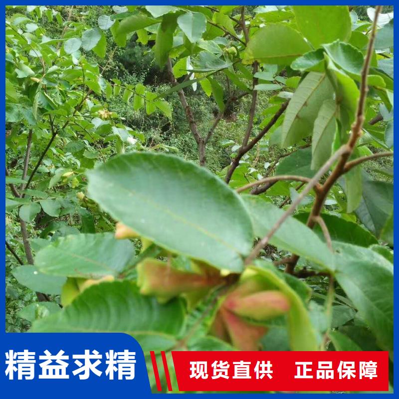 杈杷果大廠家買的安心