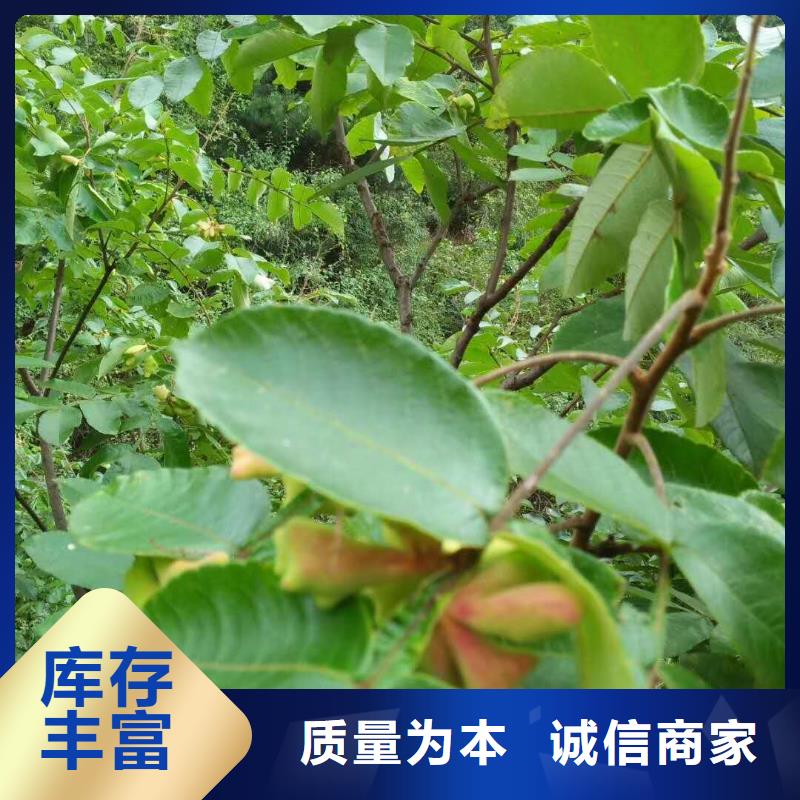 杈杷果-杈杷果保質(zhì)同城貨源