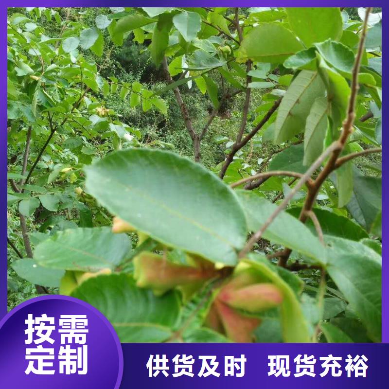 杈杷果、杈杷果廠家-認(rèn)準(zhǔn)潤鑫苗木種植銷售中心優(yōu)選貨源