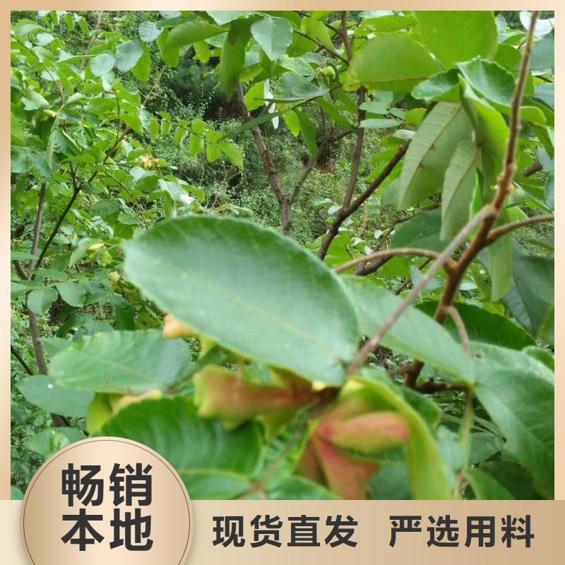 杈杷果生產廠家|杈杷果定制