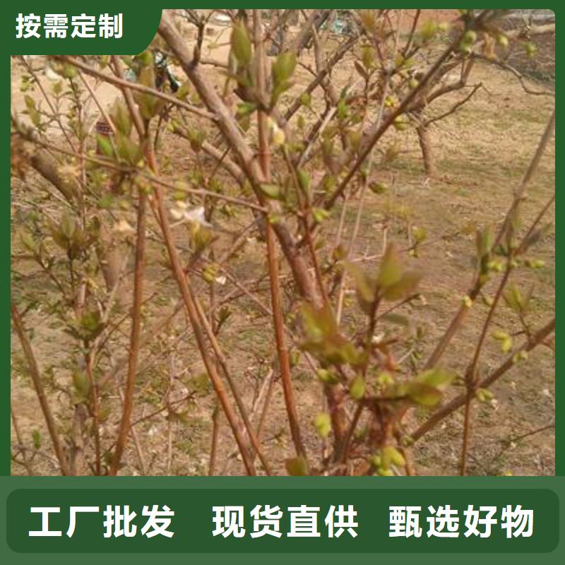 杈杷果-值得信任極速發(fā)貨