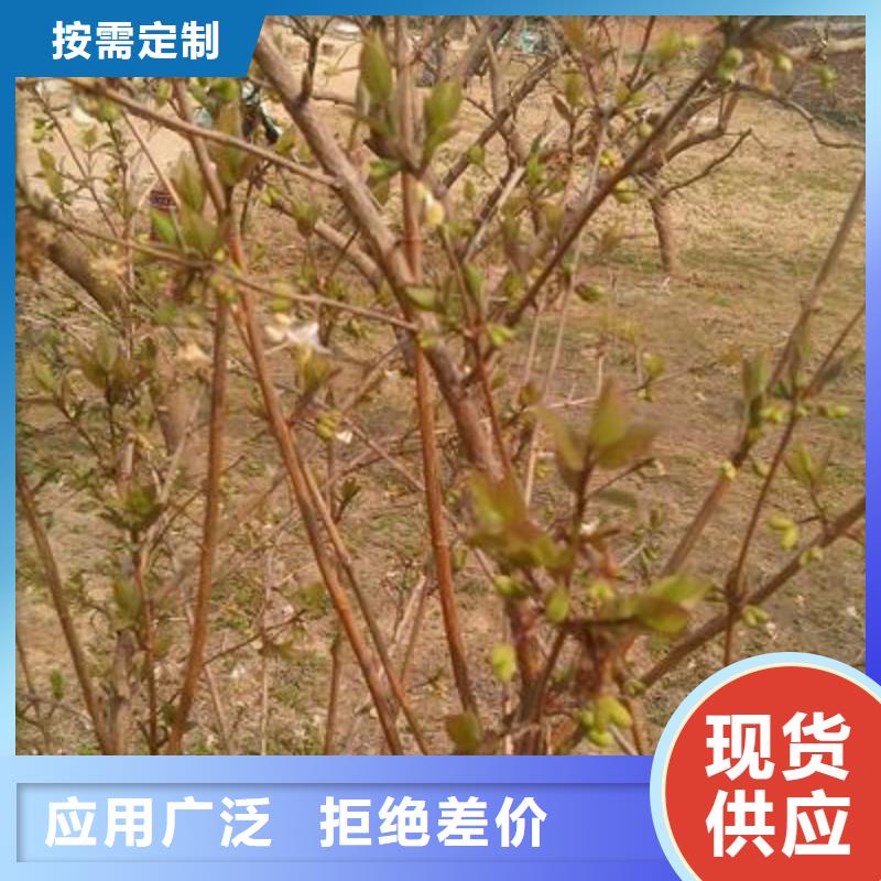 專業(yè)銷售杈杷果-口碑好